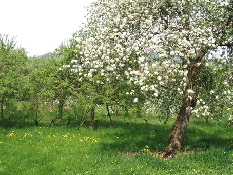 Pommier en fleurs dans un verger derrire le gte en alsace